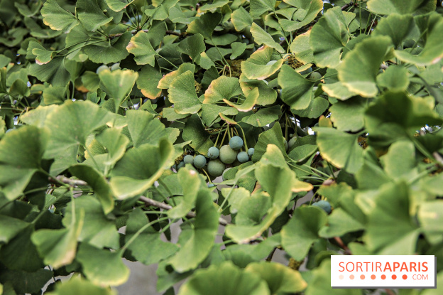 Le parcours des Arbres Admirables dans le domaine du château de Versailles