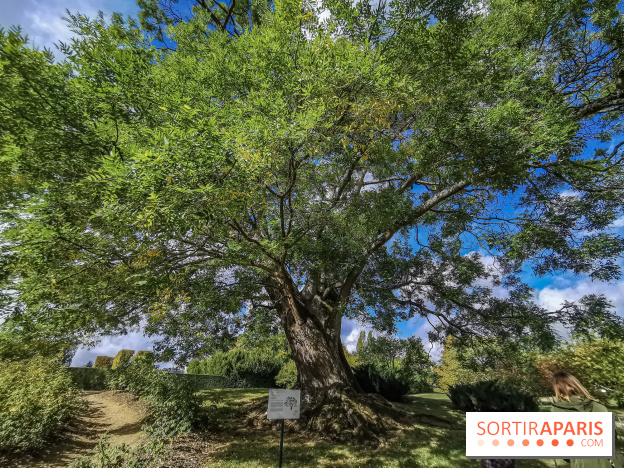 Le parcours des Arbres Admirables dans le domaine du château de Versailles