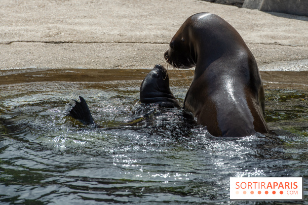 Naissances au Parc Zoologique de Paris