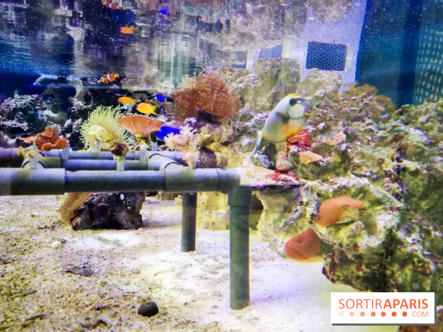 Bio-inspirée, la nouvelle expo permanente à la Cité des Sciences et de l'Industrie