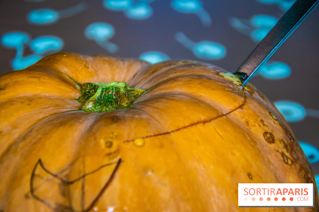 Halloween 2020 : comment creuser sa citrouille ? Le tuto