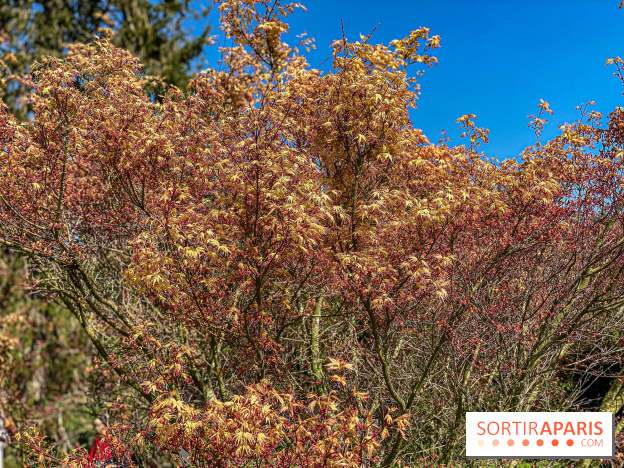 Les cerisiers et arbres en fleurs de l’Arboretum de Chevreloup
