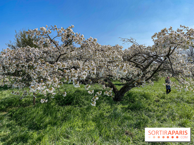 Les cerisiers et arbres en fleurs de l’Arboretum de Chevreloup
