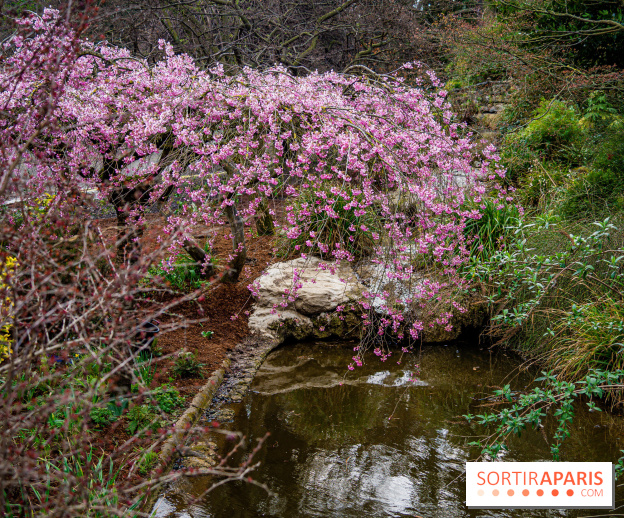 Cerisiers en fleurs à paris et aux alentours - Parc Montsouris