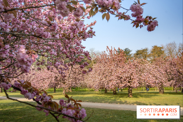 Le Parc de Sceaux et ses cerisiers en fleurs
