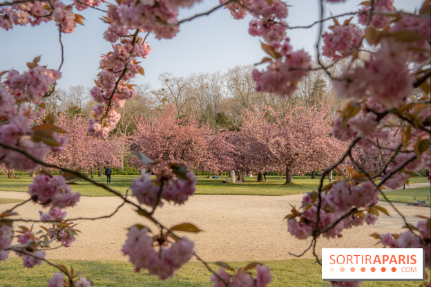 Le Parc de Sceaux et ses cerisiers en fleurs