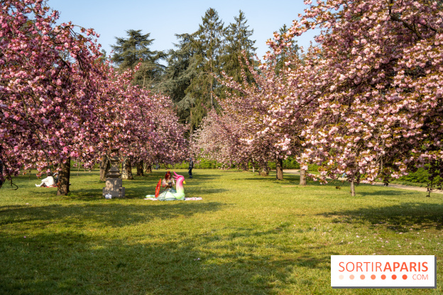 Le Parc de Sceaux et ses cerisiers en fleurs