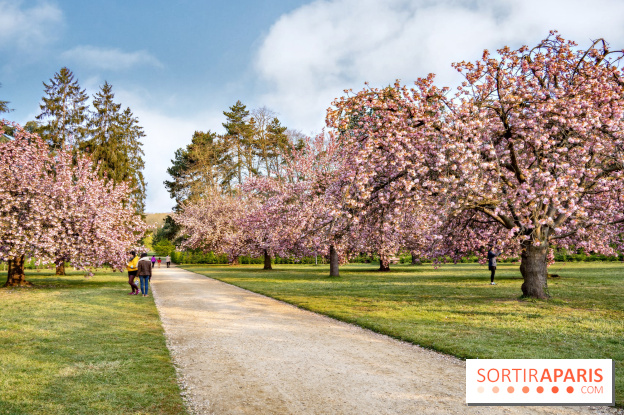 Le Parc de Sceaux et ses cerisiers en fleurs