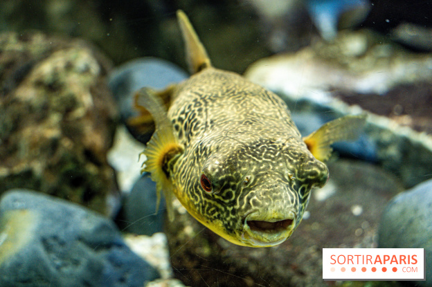 L'Aquarium Tropical de la Porte Dorée