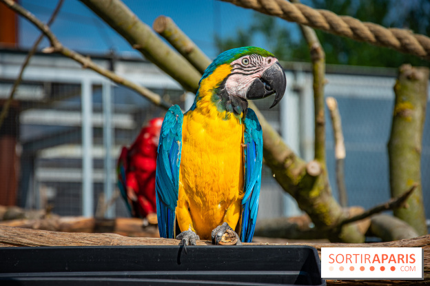 Parrot World, le parc animalier immersif d'Île-de-France