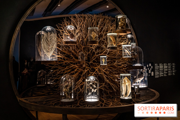 Exposition Aux frontières de l'humain au Musée de l'Homme