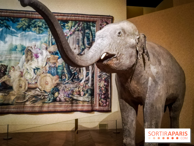 Les animaux du Roi, une exposition qui a du chien au Château de Versailles - nos photos