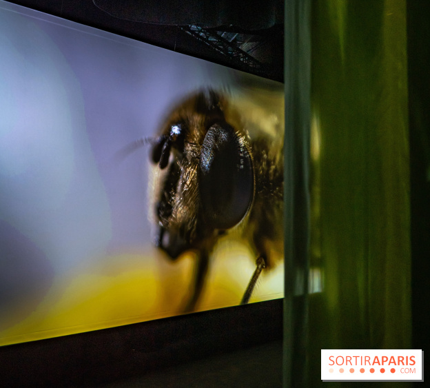 Photos : Odyssée sensorielle, l’expo immersive au Museum 