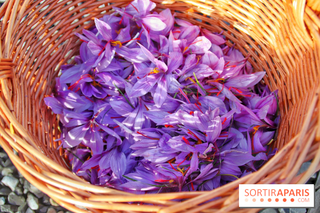 Des ateliers hors du temps pour cultiver le safran sur les toits de Paris