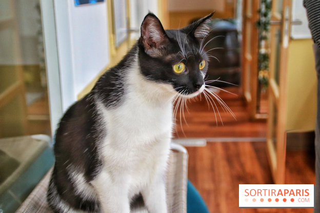 Le Moustache Pension, un hôtel pour chats douillet qui accueille vos compagnons à Paris