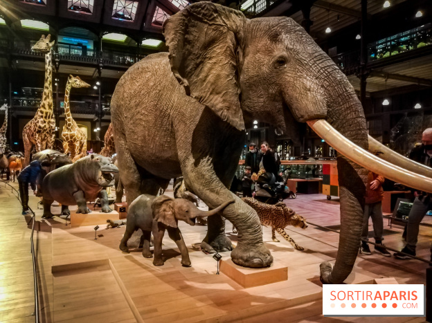 Visuels musée et monument intérieur muséum histoire naturelle
