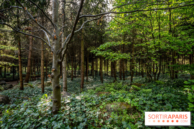 Les jardins du Musée Albert Kahn, nos photos 