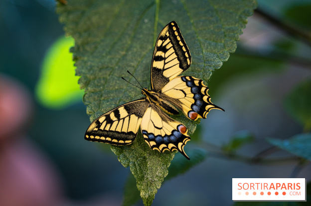 La Serre aux Papillons du Parc Floral 