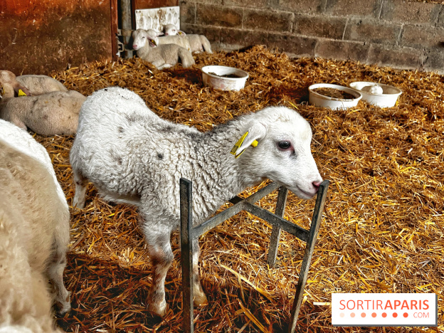Le Château de Rambouillet et sa Bergerie nationale, un domaine d'exception en Ile-de-France