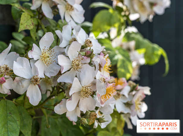 Photos : La Roseraie du val-de-Marne
