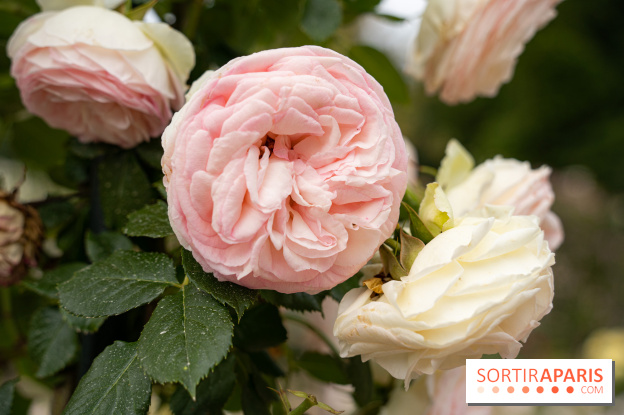 Photos : La Roseraie du val-de-Marne