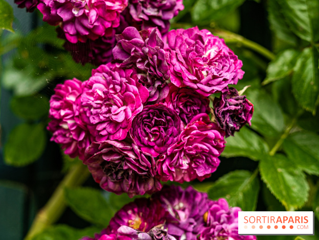 Photos : La Roseraie du val-de-Marne