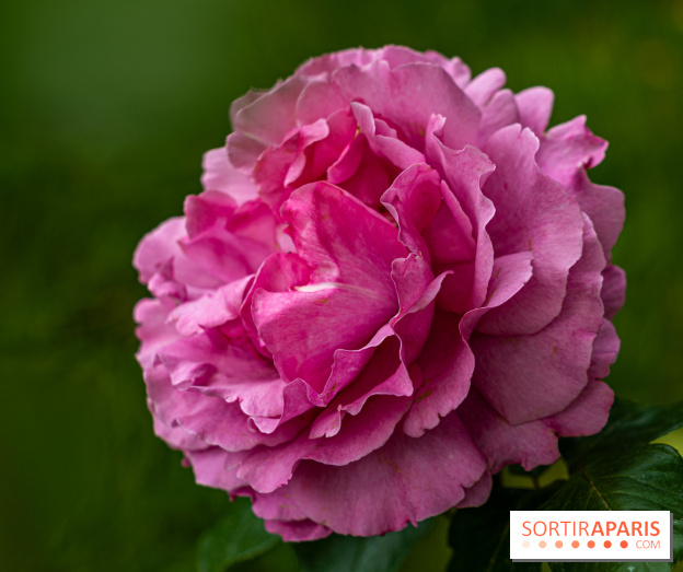 La Roseraie du Parc Lebaudy sur l'Ile de Puteaux