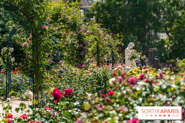 Photos La roseraie du Jardin des Plantes 