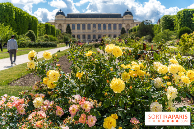 Photos La roseraie du Jardin des Plantes 