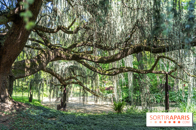 Arboretum de la Vallée-aux-Loups, une balade au milieu des arbres remarquables - A7C07793