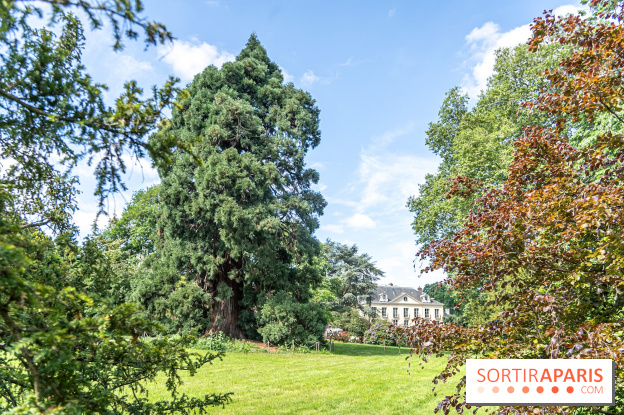 Arboretum de la Vallée-aux-Loups, une balade au milieu des arbres remarquables - A7C07784
