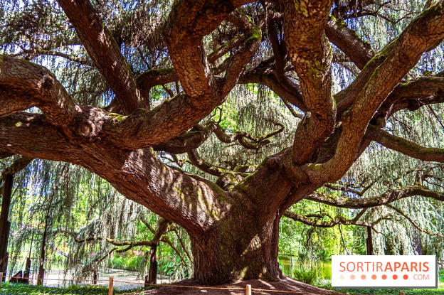Arboretum de la Vallée-aux-Loups, une balade au milieu des arbres remarquables - A7C07788