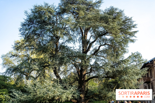 Arboretum de la Vallée-aux-Loups, une balade au milieu des arbres remarquables - A7C09399