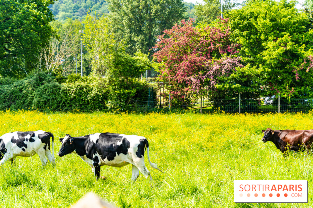 La promenade des petits ponts dans la vallée de Chevreuse -  A7C3845