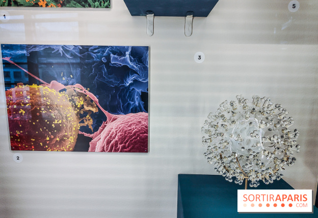 Micro mondes, une exposition à découvrir à la loupe au musée du Quai Branly, nos photos