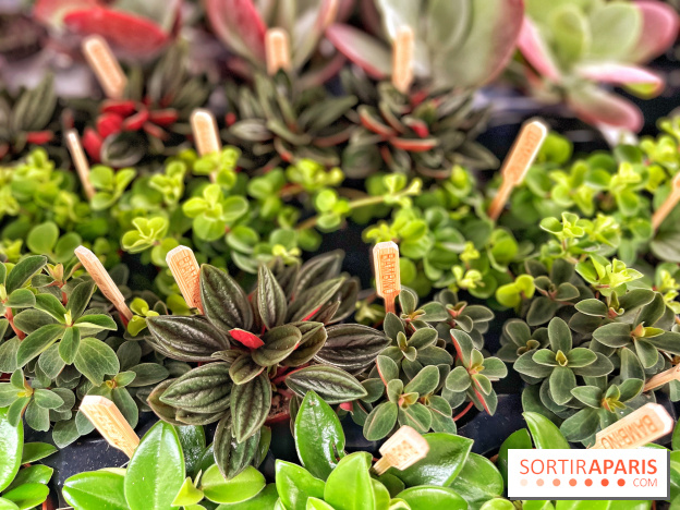 Plantes pour Tous, les prochaines ventes de plantes à partir de 2€ à Paris