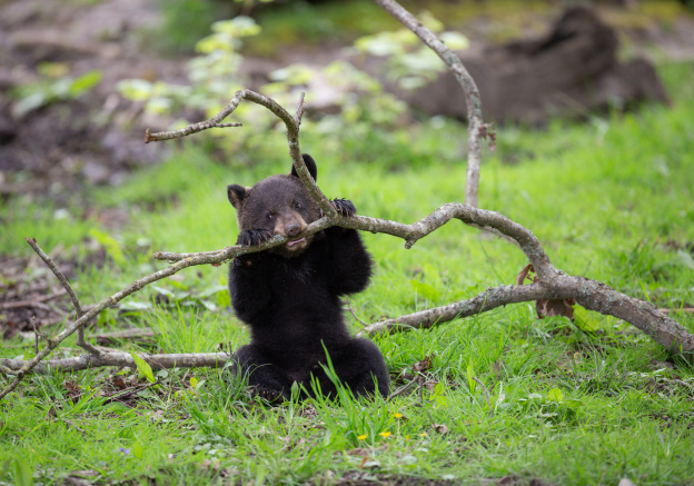 Carnet rose : un ourson est né au zoo de Thoiry (78)