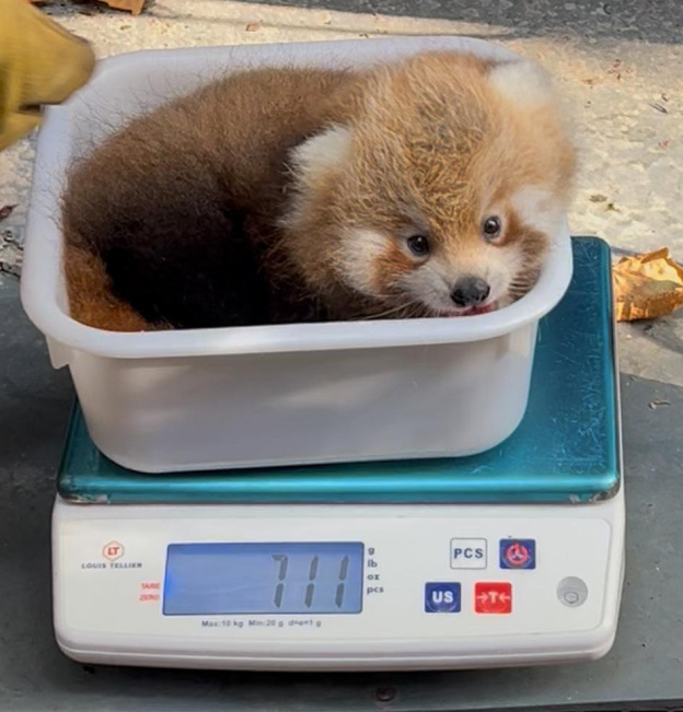 Carnet rose : deux pandas roux sont nés au Jardin des Plantes de Paris