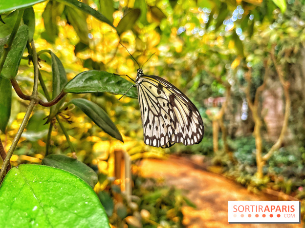 Serre Papillons - La Queue-lez-Yvelines