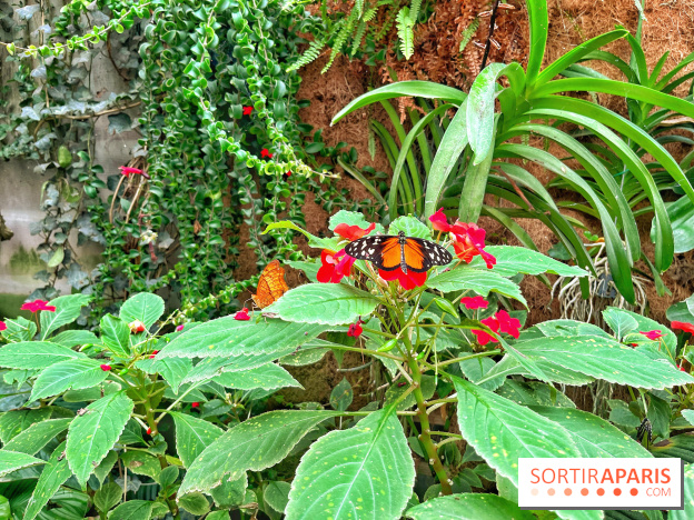 Serre Papillons - La Queue-lez-Yvelines