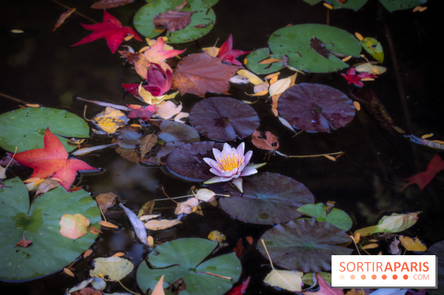Les Jardins de la Maison Claude Monet à l'automne