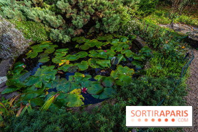 Le Jardin Alpin caché du Jardin des Plantes