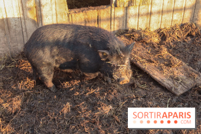 Fermes de Gally - Saint Denis - 9DA1B78D 2F81 458B A6A2 43632C343A31