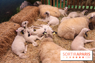 Salon de l'agriculture 2023 - (1)