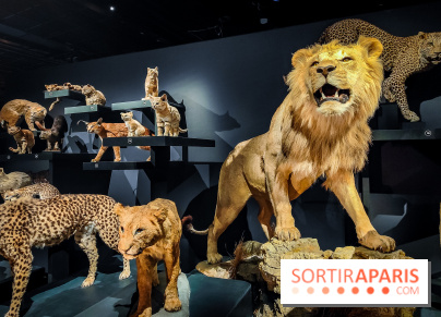 Félins, l'exposition qui nous fait craquer au Muséum national d'Histoire naturelle - photos - IMG20230321102227