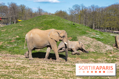 Zoo de Thoiry 2023 - Elephant