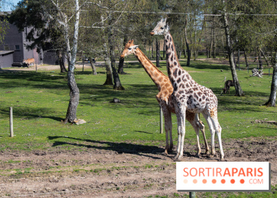 Zoo de Thoiry 2023 - Girafes