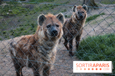 Les tanières du zoo de Thoiry 2023 - 2CE19895 4538 4206 B38C F4A8EC191AC9