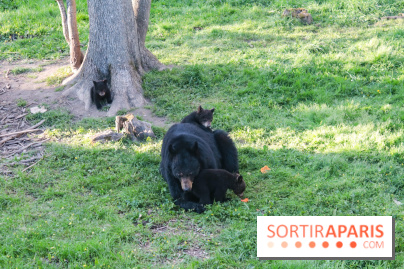Les tanières du zoo de Thoiry 2023 - Ours