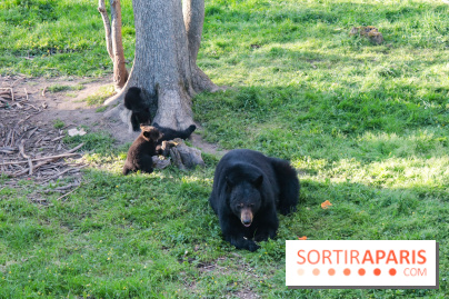 Les tanières du zoo de Thoiry 2023 - Ours